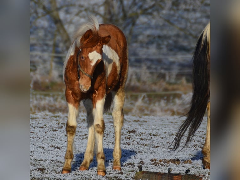 Paint Horse Étalon 1 Année 155 cm Tobiano-toutes couleurs in Buchbach