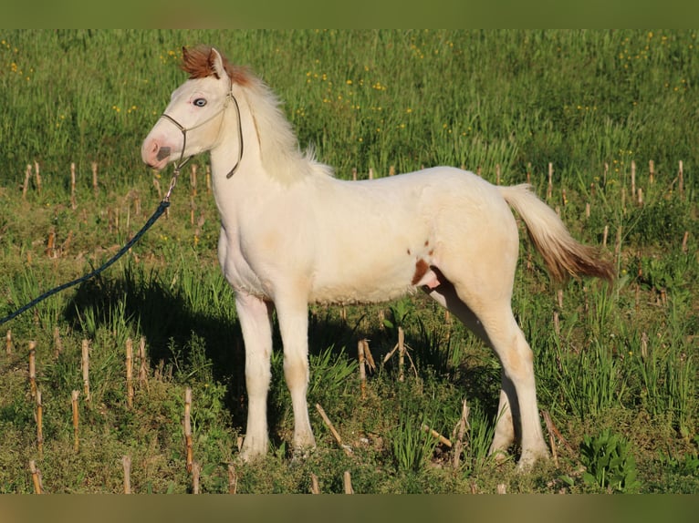 Paint Horse Croisé Étalon 1 Année 155 cm Tovero-toutes couleurs in Globoko