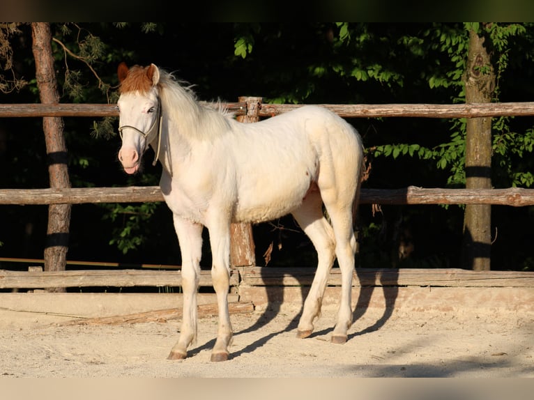 Paint Horse Croisé Étalon 1 Année 155 cm Tovero-toutes couleurs in Globoko