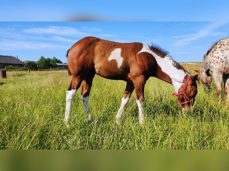 Paint Horse Étalon 1 Année 155 cm Tovero-toutes couleurs in Zakupy