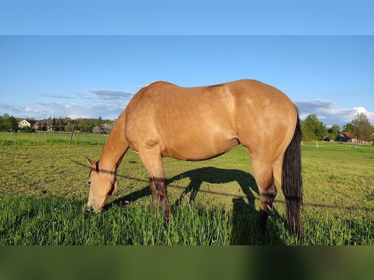 Paint Horse Étalon 1 Année 155 cm Tovero-toutes couleurs in Zakupy