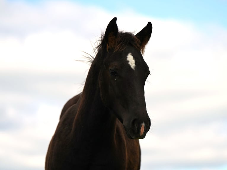 Paint Horse Étalon 1 Année 156 cm Noir in Fleischwangen