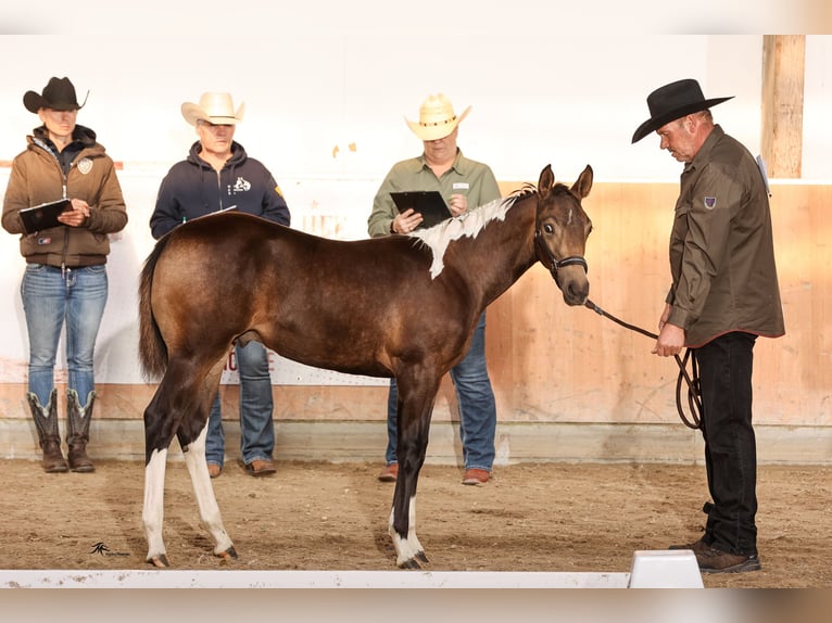 Paint Horse Étalon 1 Année 158 cm Tobiano-toutes couleurs in Aldenhoven