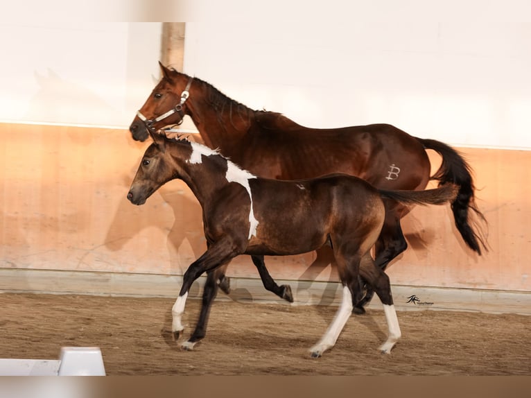 Paint Horse Étalon 1 Année 158 cm Tobiano-toutes couleurs in Aldenhoven