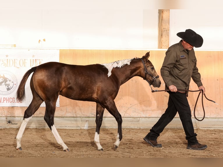 Paint Horse Étalon 1 Année 158 cm Tobiano-toutes couleurs in Aldenhoven