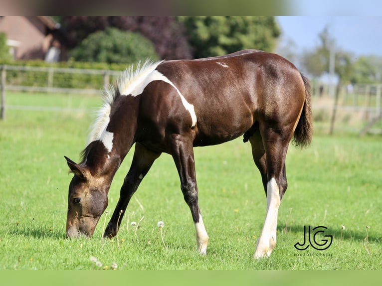 Paint Horse Étalon 1 Année 158 cm Tobiano-toutes couleurs in Aldenhoven