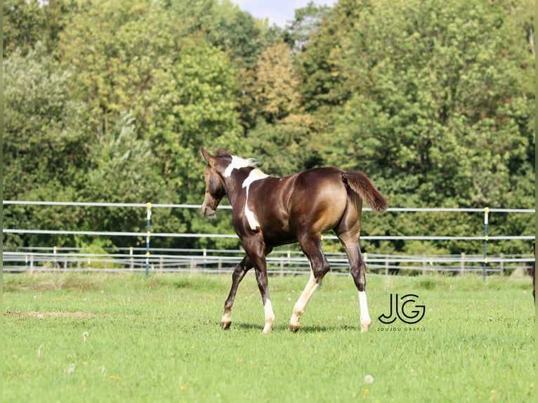 Paint Horse Étalon 1 Année 158 cm Tobiano-toutes couleurs in Aldenhoven