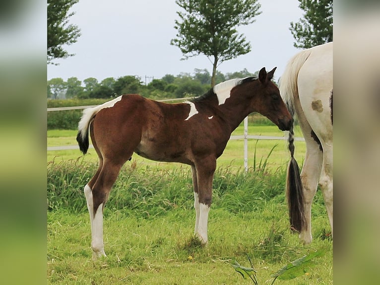 Paint Horse Étalon 1 Année 160 cm Bai in Oosthuizen