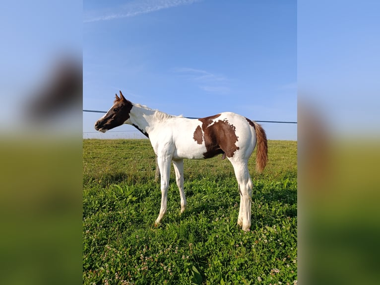 Paint Horse Étalon 1 Année 163 cm Tovero-toutes couleurs in Zakupy