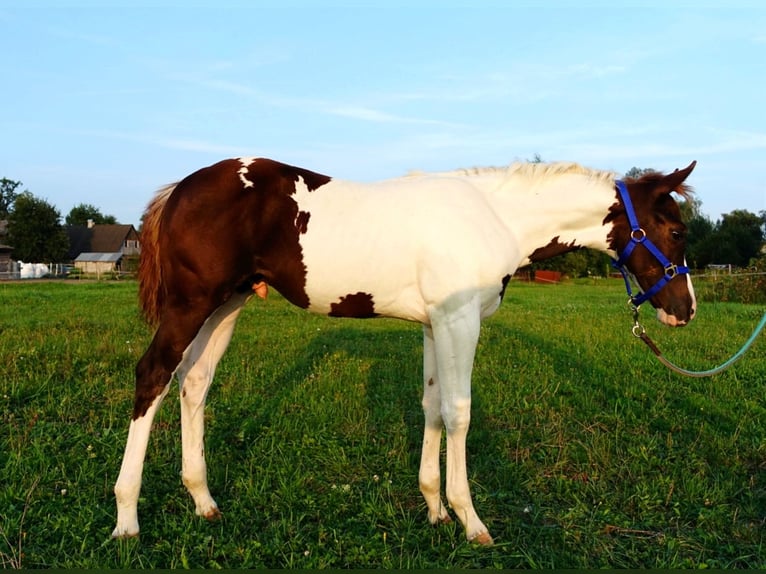 Paint Horse Étalon 1 Année 163 cm Tovero-toutes couleurs in Zakupy