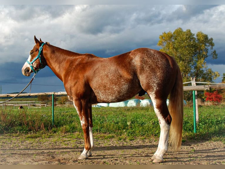 Paint Horse Étalon 1 Année 163 cm Tovero-toutes couleurs in Zakupy