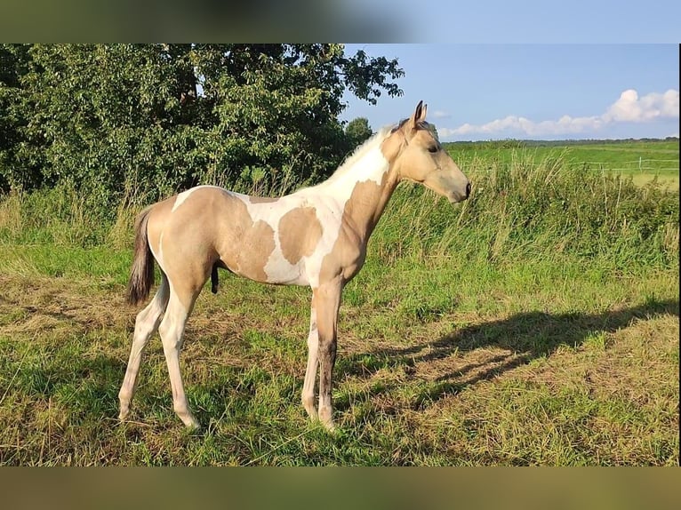 Paint Horse Étalon 1 Année 170 cm Buckskin in Grimma