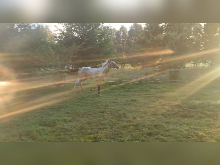 Paint Horse Étalon 1 Année 170 cm Buckskin in Grimma