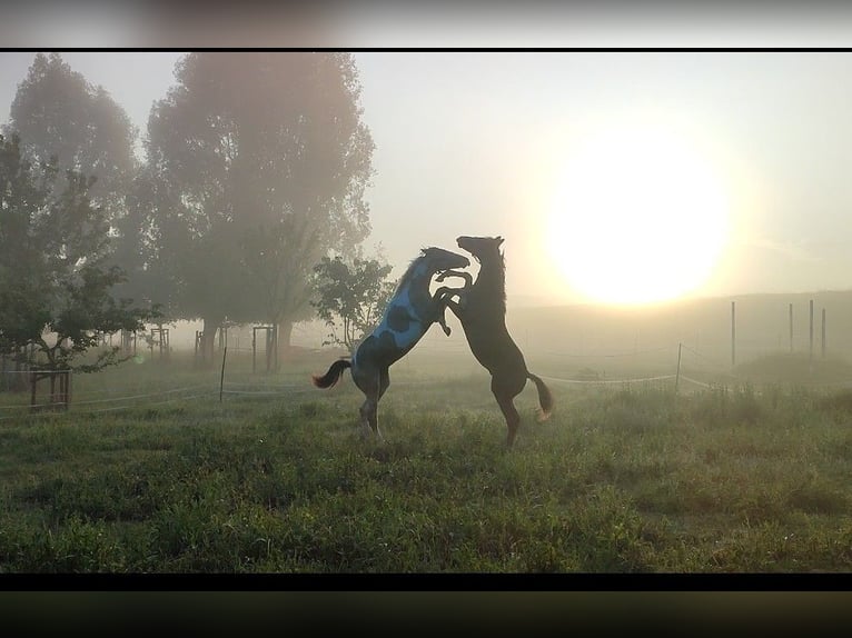 Paint Horse Étalon 1 Année 170 cm Buckskin in Grimma