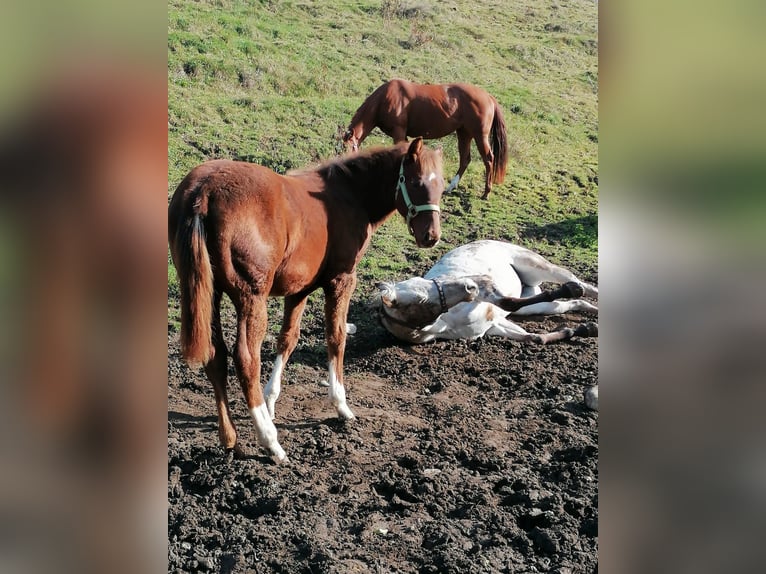 Paint Horse Étalon 1 Année Alezan brûlé in Kaufbeuren