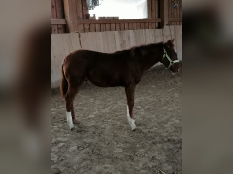 Paint Horse Étalon 1 Année Alezan brûlé in Kaufbeuren