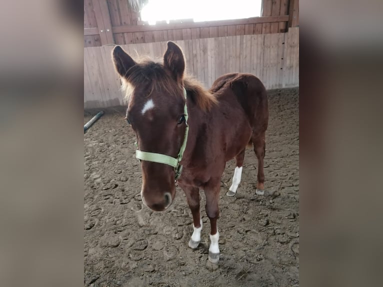 Paint Horse Étalon 1 Année Alezan brûlé in Kaufbeuren