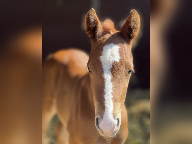 Paint Horse Étalon 1 Année Alezan in Prerow