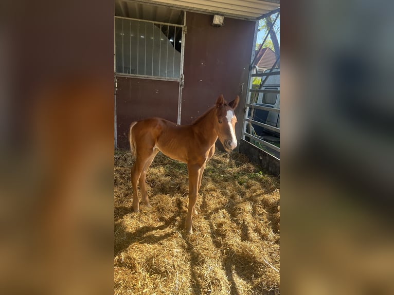 Paint Horse Étalon 1 Année Alezan in Prerow