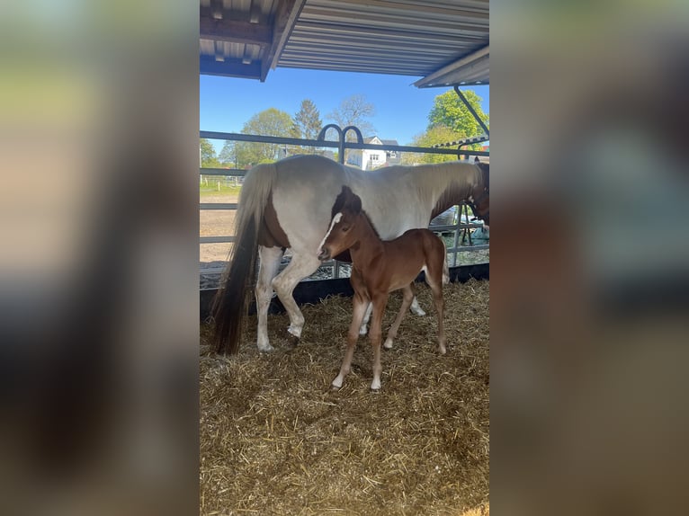 Paint Horse Étalon 1 Année Alezan in Prerow