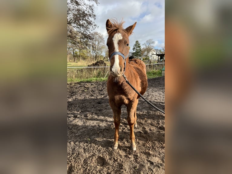 Paint Horse Étalon 1 Année Alezan in Prerow