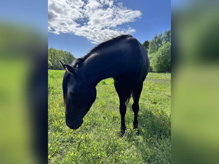 Paint Horse Étalon 1 Année Alezan in Prerow