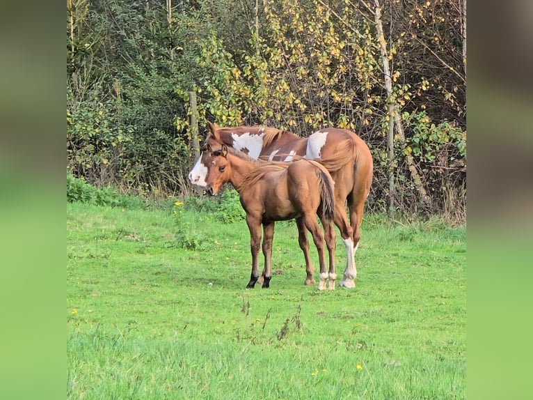 Paint Horse Étalon 1 Année Bai brun foncé in Bitche