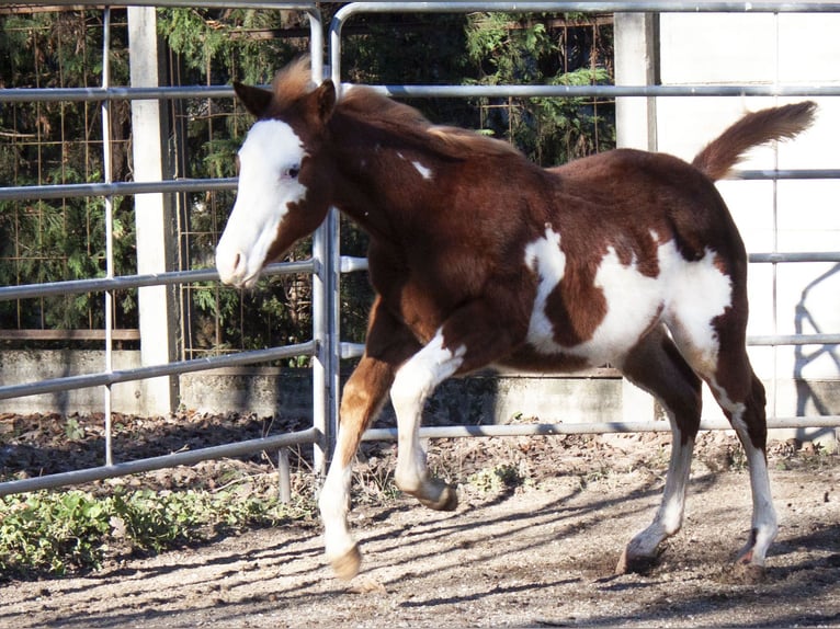 Paint Horse Étalon 1 Année Overo-toutes couleurs in Cantu&#39; Asnago