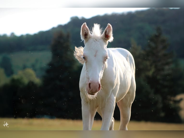 Paint Horse Étalon 1 Année Pinto in Camburg