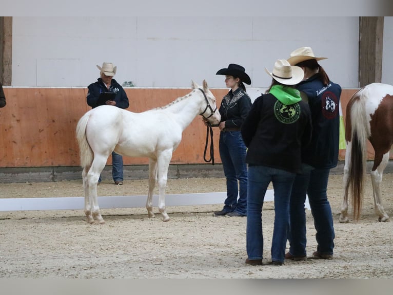 Paint Horse Étalon 1 Année Pinto in Camburg