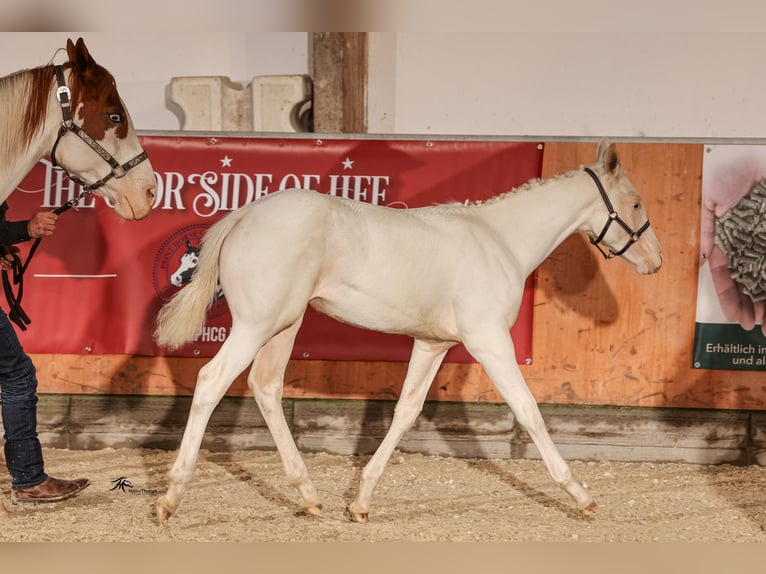 Paint Horse Étalon 1 Année Pinto in Camburg