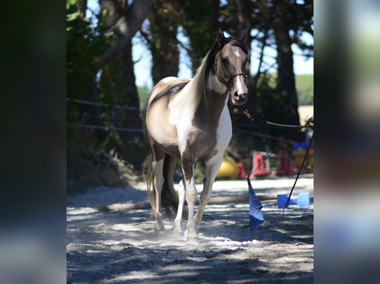 Paint Horse Croisé Étalon 1 Année Tovero-toutes couleurs in Hennebont