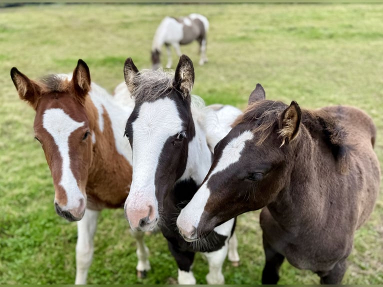 Paint Horse Croisé Étalon 1 Année Tovero-toutes couleurs in Hennebont