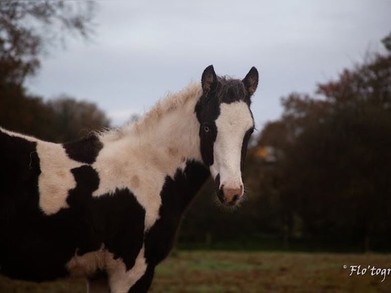 Paint Horse Croisé Étalon 1 Année Tovero-toutes couleurs in Hennebont