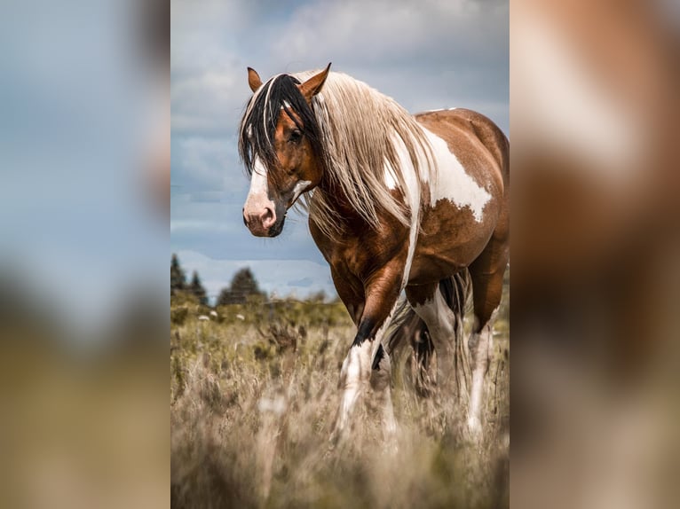 Paint Horse Croisé Étalon 1 Année Tovero-toutes couleurs in Hennebont