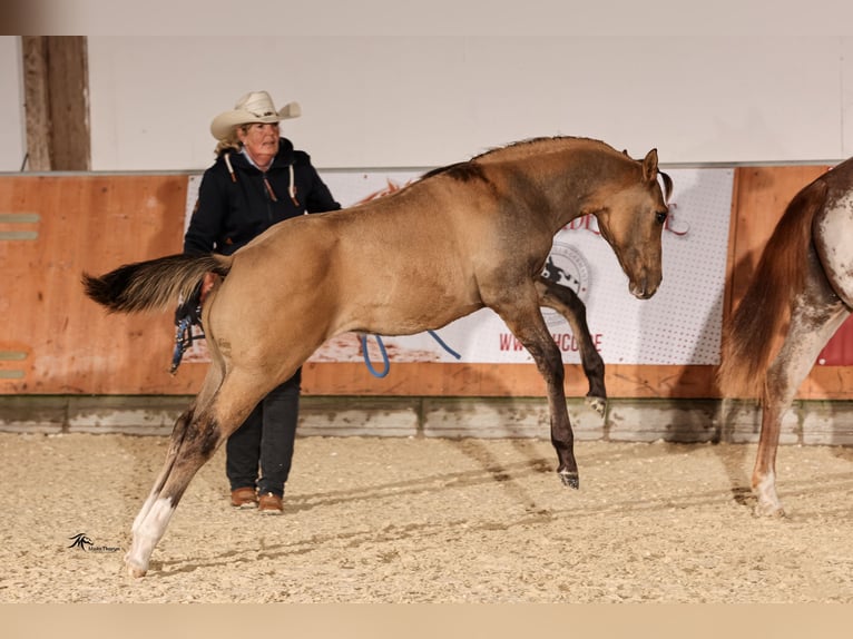 Paint Horse Étalon 1 Année in LanglingenLanglingen