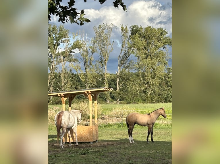 Paint Horse Étalon 1 Année in LanglingenLanglingen