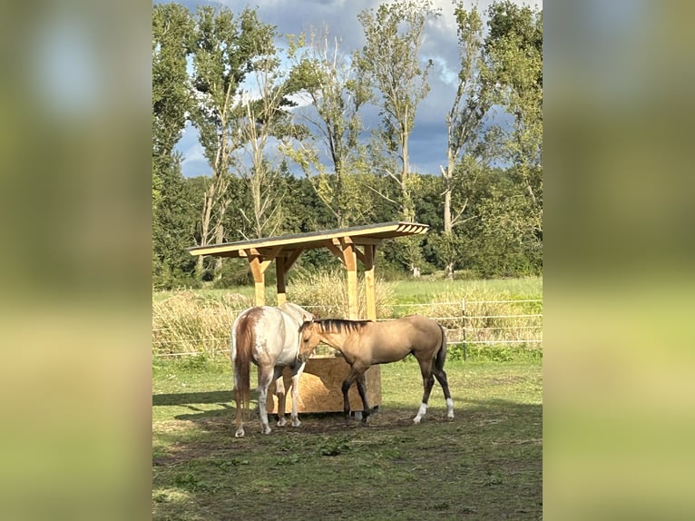 Paint Horse Étalon 1 Année in LanglingenLanglingen