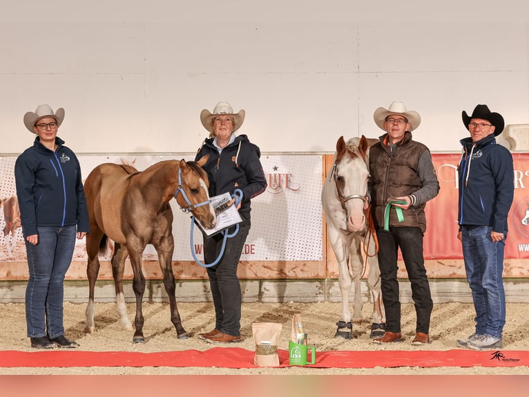 Paint Horse Étalon 1 Année in LanglingenLanglingen