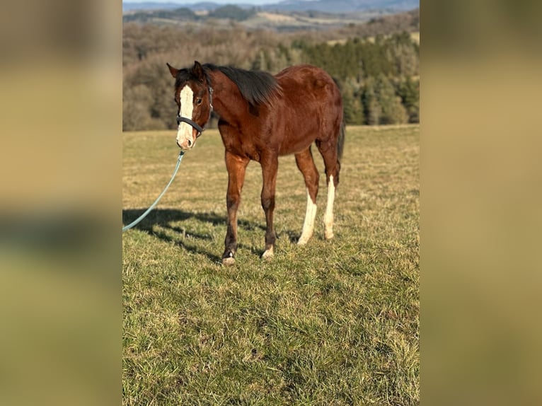 Paint Horse Étalon 1 Année in Hillesheim