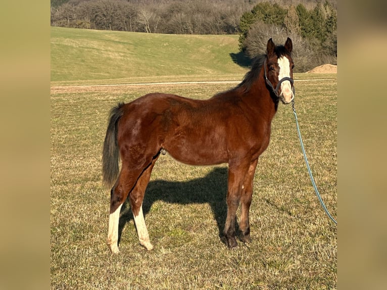 Paint Horse Étalon 1 Année in Hillesheim