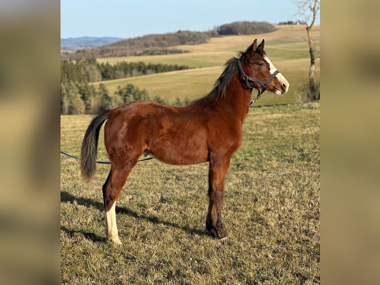 Paint Horse Étalon 1 Année in Hillesheim