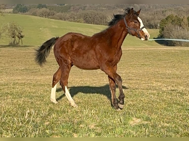 Paint Horse Étalon 1 Année in Hillesheim