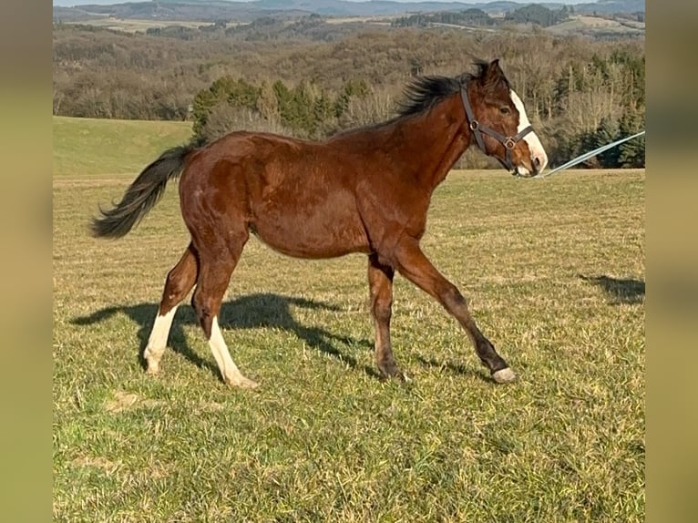 Paint Horse Étalon 1 Année in Hillesheim