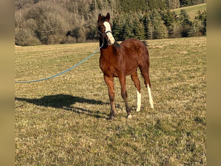 Paint Horse Étalon 1 Année in Hillesheim