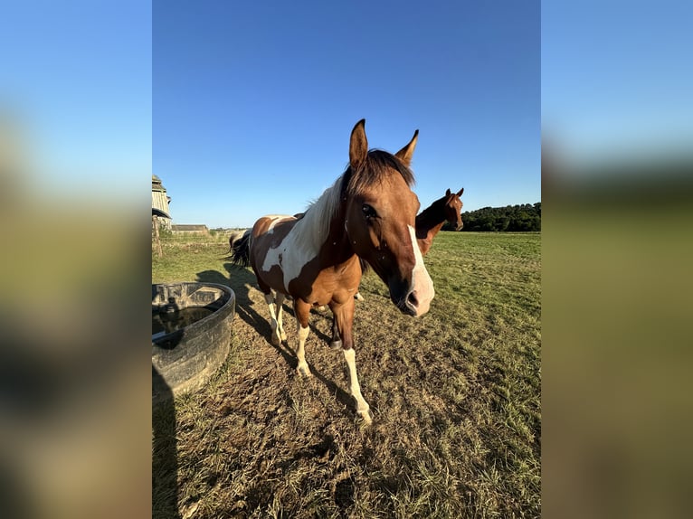 Paint Horse Étalon 2 Ans 140 cm Bai brun in lanouée