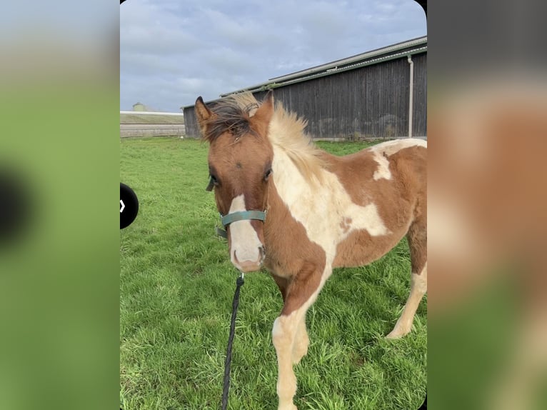 Paint Horse Étalon 2 Ans 140 cm Bai brun in lanouée