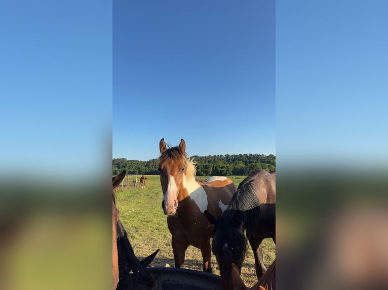 Paint Horse Étalon 2 Ans 140 cm Bai brun in lanouée