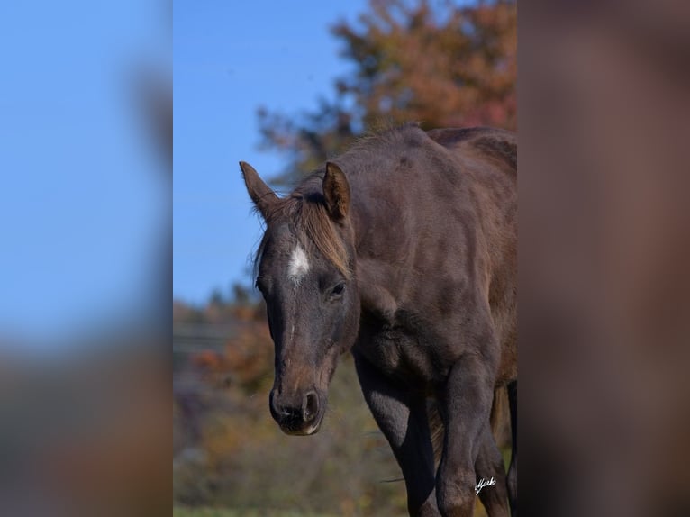 Paint Horse Étalon 2 Ans 148 cm Alezan brûlé in Pribram