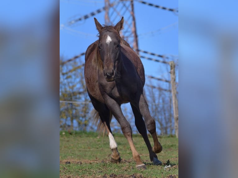 Paint Horse Étalon 2 Ans 148 cm Alezan brûlé in Pribram